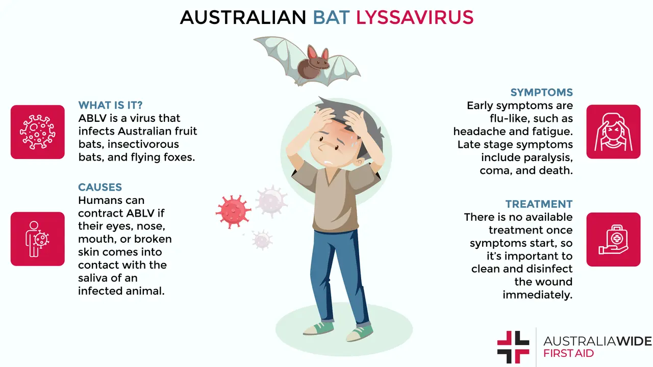 Infographic on the Australian Bat Lyssavirus